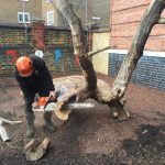 Complete removal of tree and construction of play equipment at Chisenhale School in East London, commissioned by LBTH